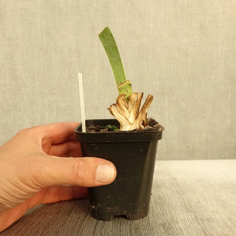 Exemplar von Iris Siva Siva - Schwertlilie Kleine Töpfe von 8/9 cm wie im Herbst geliefert