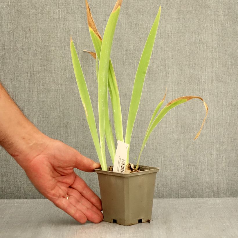 Exemplar von Iris Sorcellerie - Schwertlilie Kleine Töpfe von 8/9 cm wie im Sommer geliefert