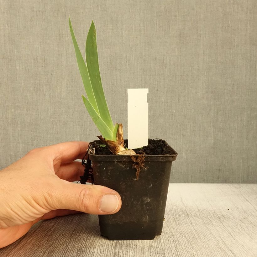 Exemplar von Iris Sovereign Crown - Schwertlilie Kleine Töpfe von 8/9 cm wie im Herbst geliefert
