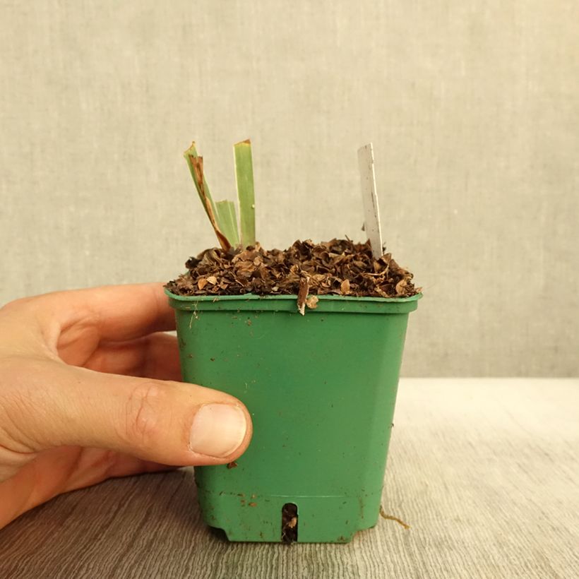 Exemplar von Iris Stellata - Schwertlilie Kleine Töpfe von 8/9 cm wie im Herbst geliefert