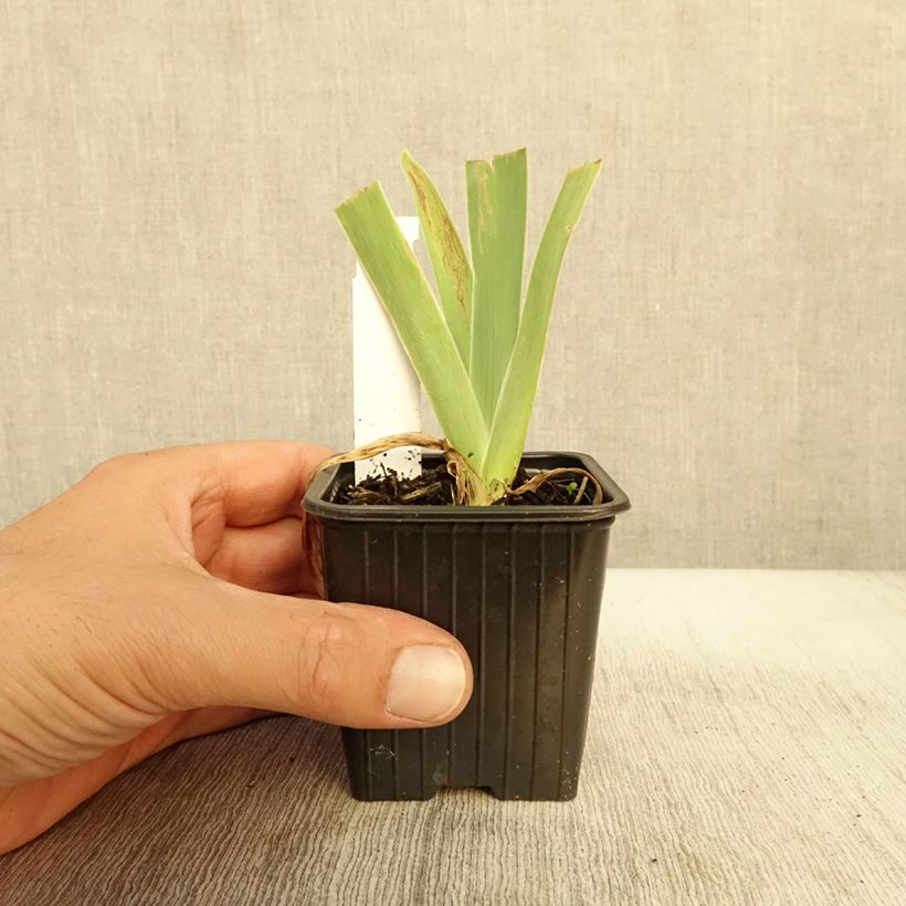 Exemplar von Iris Stepping Out - Schwertlilie Kleine Töpfe von 8/9 cm wie im Herbst geliefert