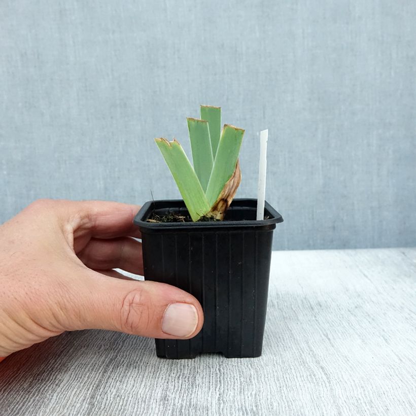 Exemplar von Iris Sultan's Palace - Schwertlilie Kleine Töpfe von 8/9 cm wie im Herbst geliefert