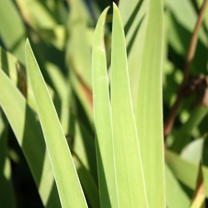 Iris Sur la plage - Schwertlilie (Laub)