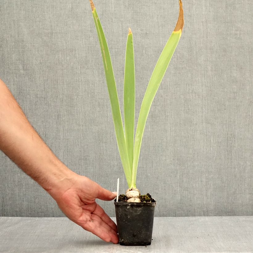 Exemplar von Iris Tel Arlequin - Schwertlilie Kleine Töpfe von 8/9 cm wie im Sommer geliefert