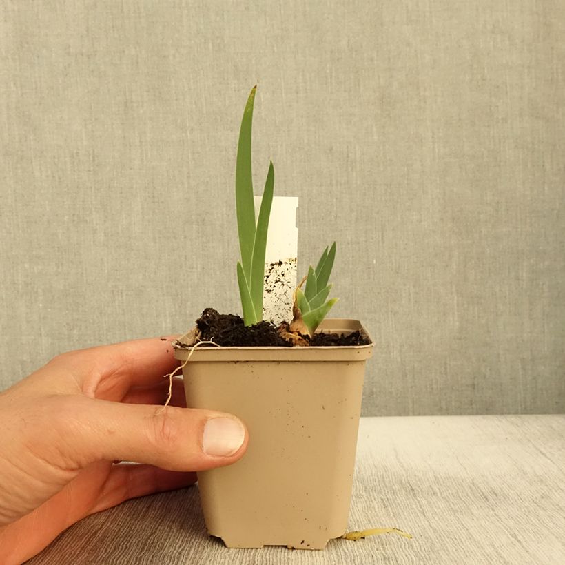 Exemplar von Iris Thornbird - Schwertlilie Kleine Töpfe von 8/9 cm wie im Herbst geliefert