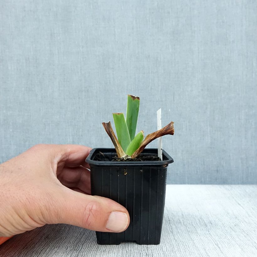 Exemplar von Iris Tuxedo - Schwertlilie Kleine Töpfe von 8/9 cm wie im Herbst geliefert