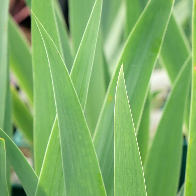 Iris Tuxedo - Schwertlilie (Laub)