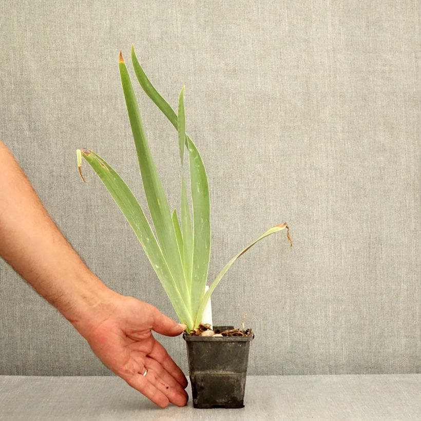 Exemplar von Iris Urluberlu - Schwertlilie Kleine Töpfe von 8/9 cm wie im Sommer geliefert