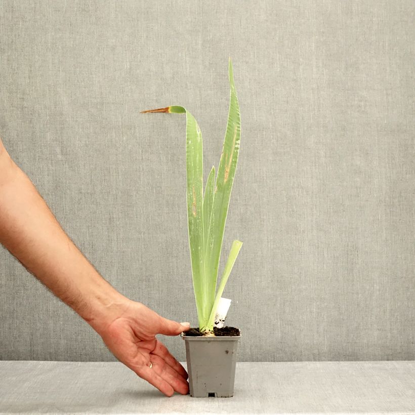 Exemplar von Iris Virgule - Schwertlilie Kleine Töpfe von 8/9 cm wie im Sommer geliefert
