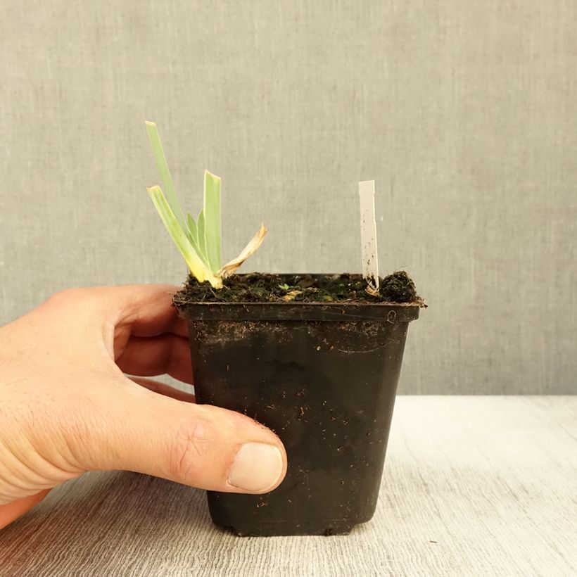 Exemplar von Iris Young Blood - Schwertlilie Kleine Töpfe von 8/9 cm wie im Herbst geliefert