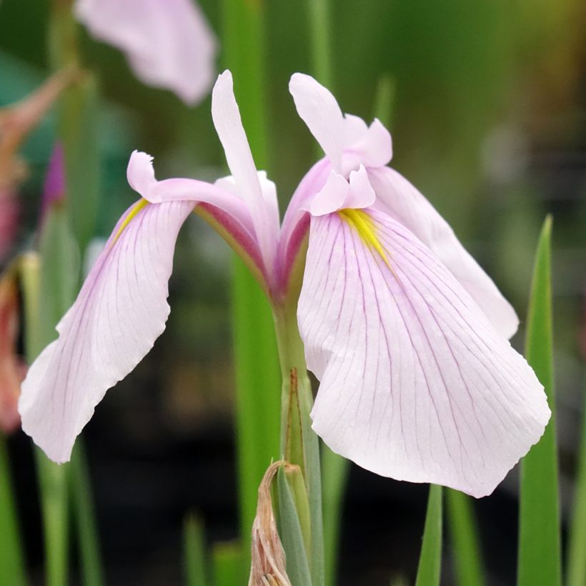 Iris laevigata Rose Queen - Asiatische Sumpf-Schwertlilie (Blüte)
