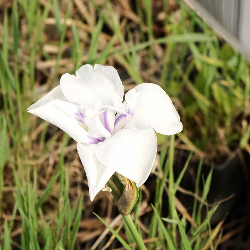 Iris laevigata Snowdrift - Asiatische Sumpf-Schwertlilie (Blüte)