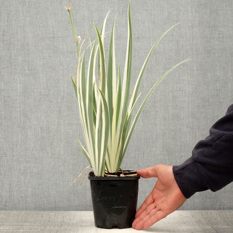 Exemplar von Iris pallida Variegata - Bleiche Schwertlilie Topf mit 1,5L/2L wie im Sommer geliefert