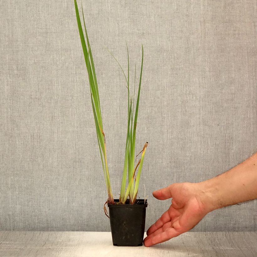 Exemplar von Iris pseudacorus Creme de la Creme - Gelbe Sumpf-Schwertlilie Kleine Töpfe von 8/9 cm wie im Sommer geliefert