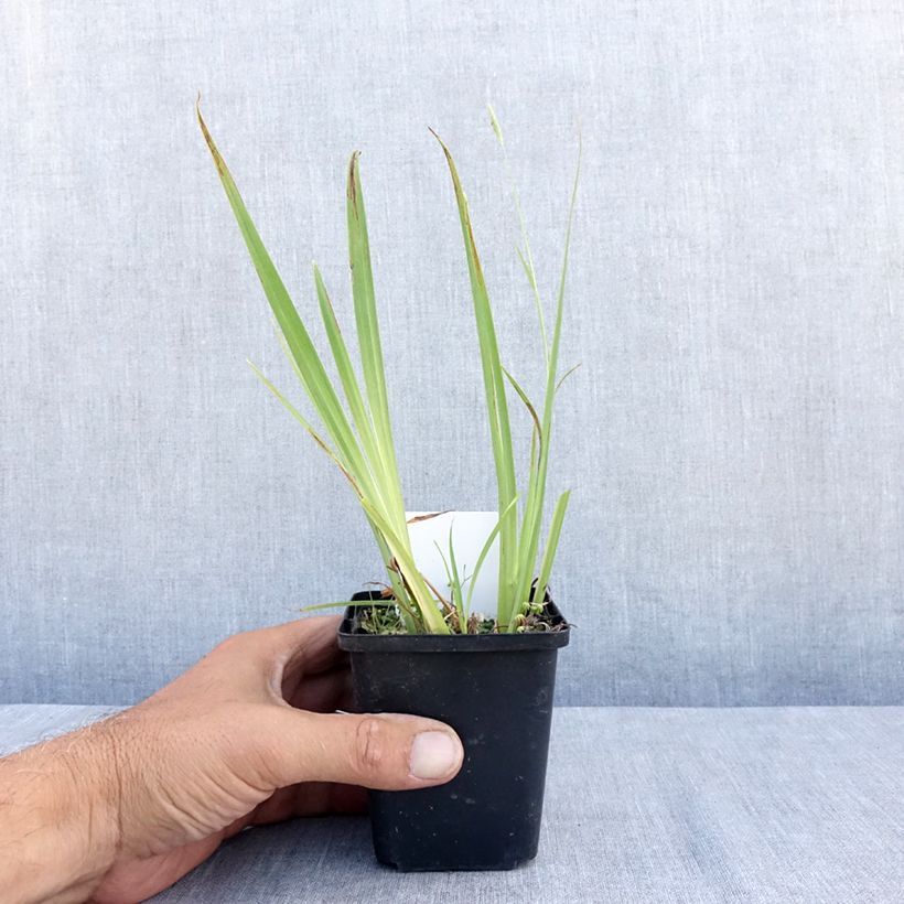 Exemplar von Iris pseudacorus Plena - Gelbe Sumpf-Schwertlilie Kleine Töpfe von 8/9 cm wie im Sommer geliefert