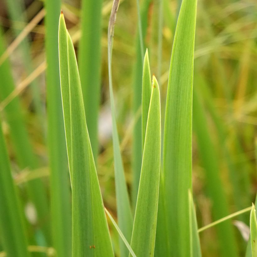 Iris pseudacorus var. bastardii - Gelbe Sumpf-Schwertlilie (Laub)