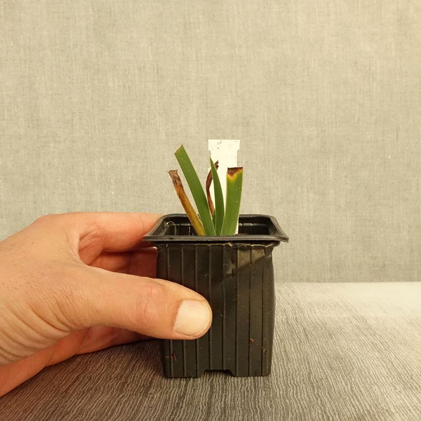Exemplar von Iris pumila Azurea - Kleine Schwertlilie Kleine Töpfe von 8/9 cm wie im Herbst geliefert
