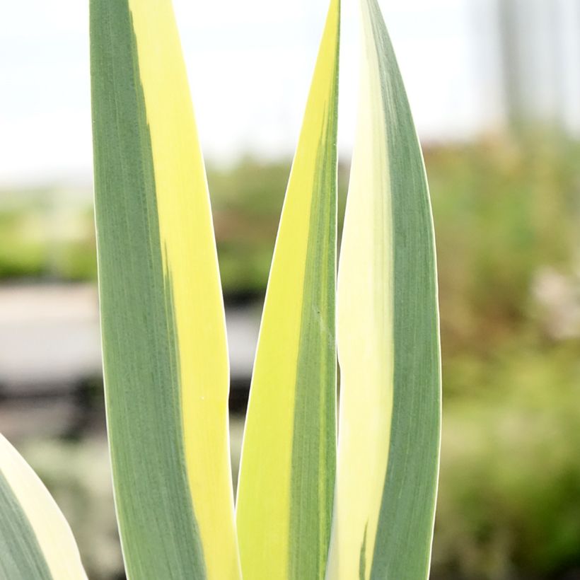 Iris pumila Azurea - Kleine Schwertlilie (Laub)