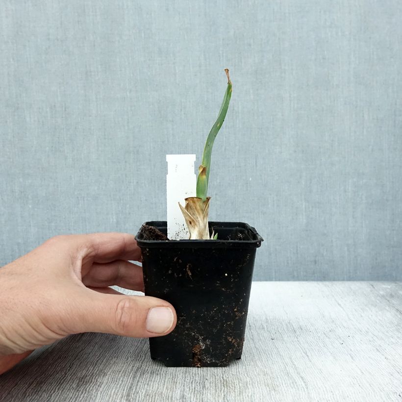 Exemplar von Iris pumila Brannigan - Kleine Schwertlilie Kleine Töpfe von 8/9 cm wie im Herbst geliefert