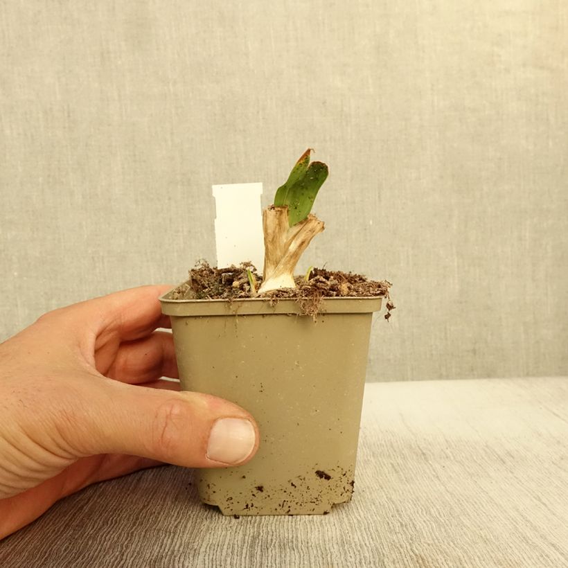 Exemplar von Iris pumila Brassie - Kleine Schwertlilie Kleine Töpfe von 8/9 cm wie im Herbst geliefert