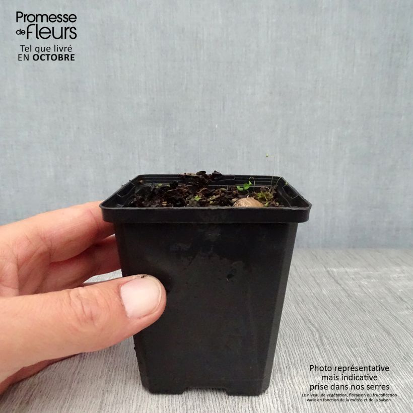 Exemplar von Iris pumila Bright White - Kleine Schwertlilie Kleine Töpfe von 8/9 cm wie im Herbst geliefert