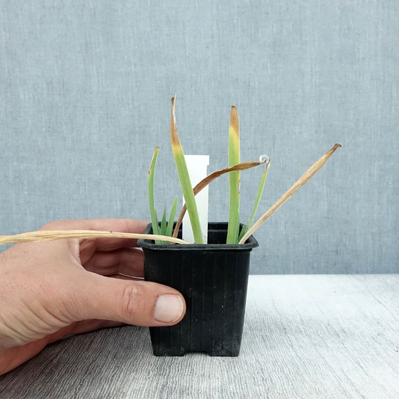 Exemplar von Iris pumila Crispy - Kleine Schwertlilie Kleine Töpfe von 8/9 cm wie im Herbst geliefert