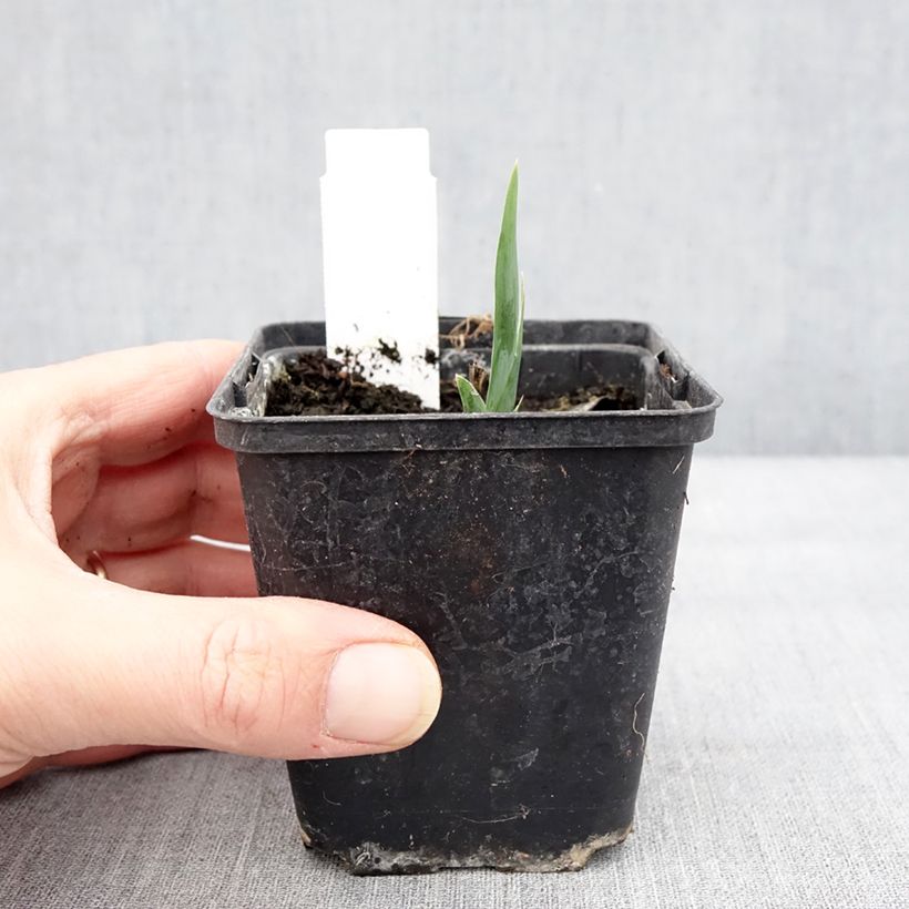 Exemplar von Iris pumila Curio - Kleine Schwertlilie Kleine Töpfe von 8/9 cm wie im Winter geliefert