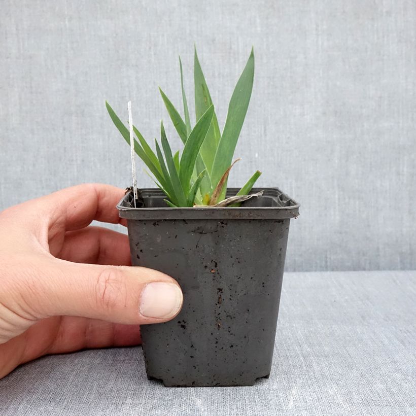 Exemplar von Iris pumila Curio - Kleine Schwertlilie Kleine Töpfe von 8/9 cm wie im Frühjahr geliefert
