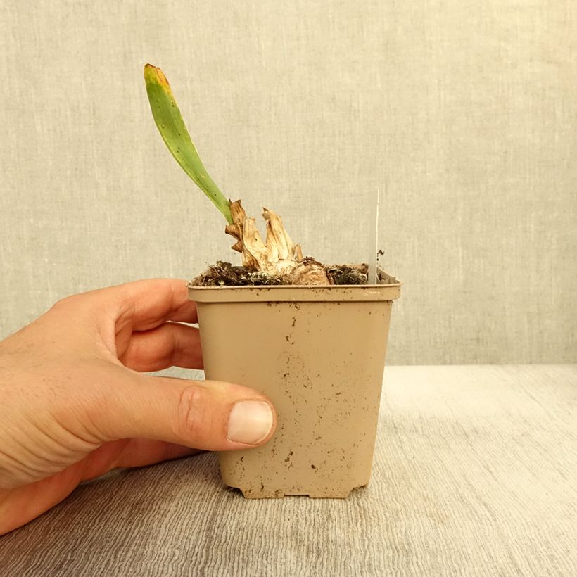 Exemplar von Iris Daring Do - Schwertlilie Kleine Töpfe von 8/9 cm wie im Herbst geliefert
