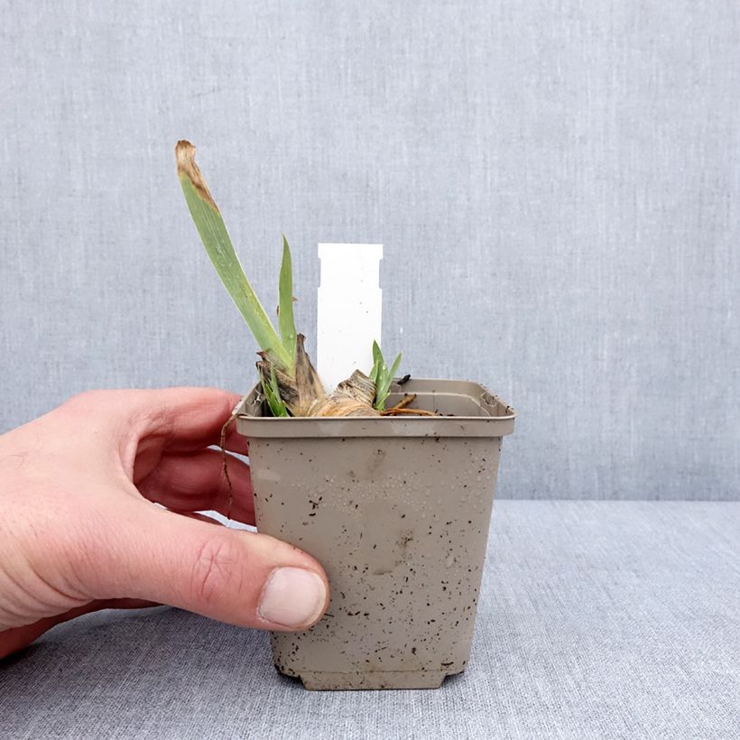 Exemplar von Iris pumila Green Spot - Kleine Schwertlilie Kleine Töpfe von 8/9 cm wie im Winter geliefert
