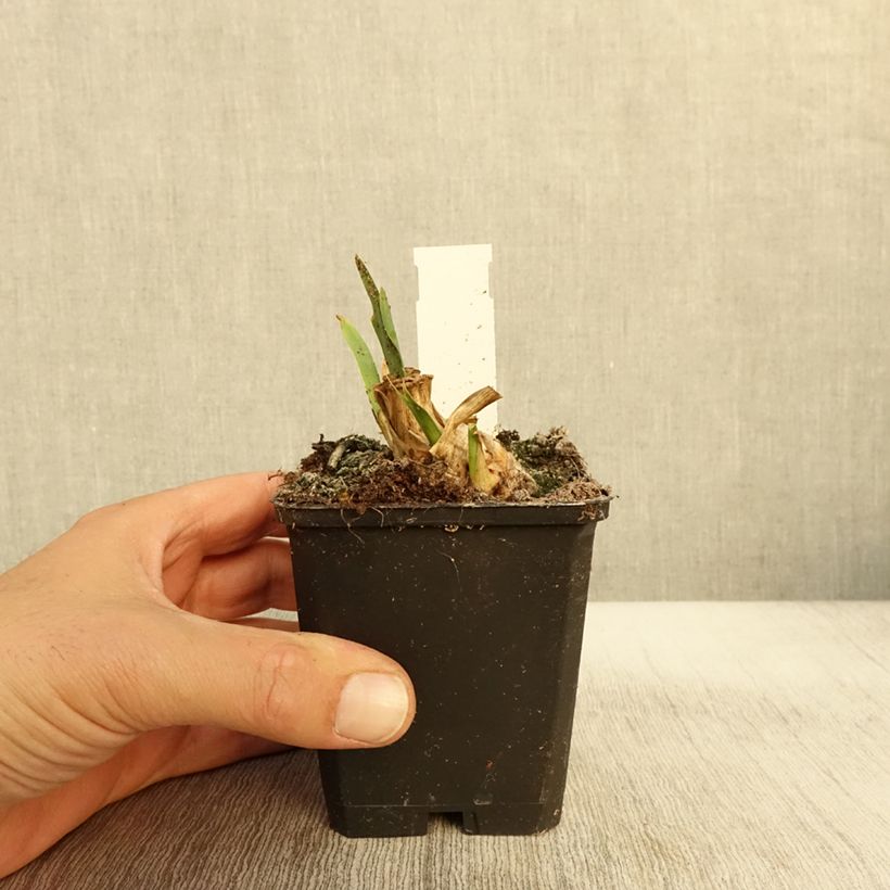 Exemplar von Iris pumila Jewel Baby - Kleine Schwertlilie Kleine Töpfe von 8/9 cm wie im Herbst geliefert