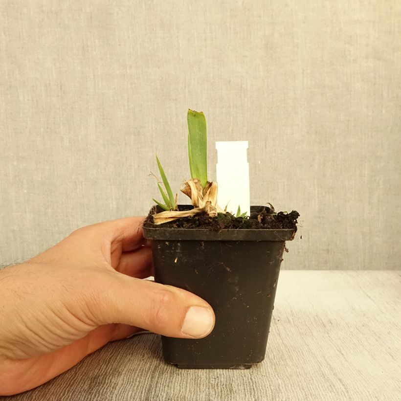Exemplar von Iris pumila Volts - Kleine Schwertlilie Kleine Töpfe von 8/9 cm wie im Herbst geliefert