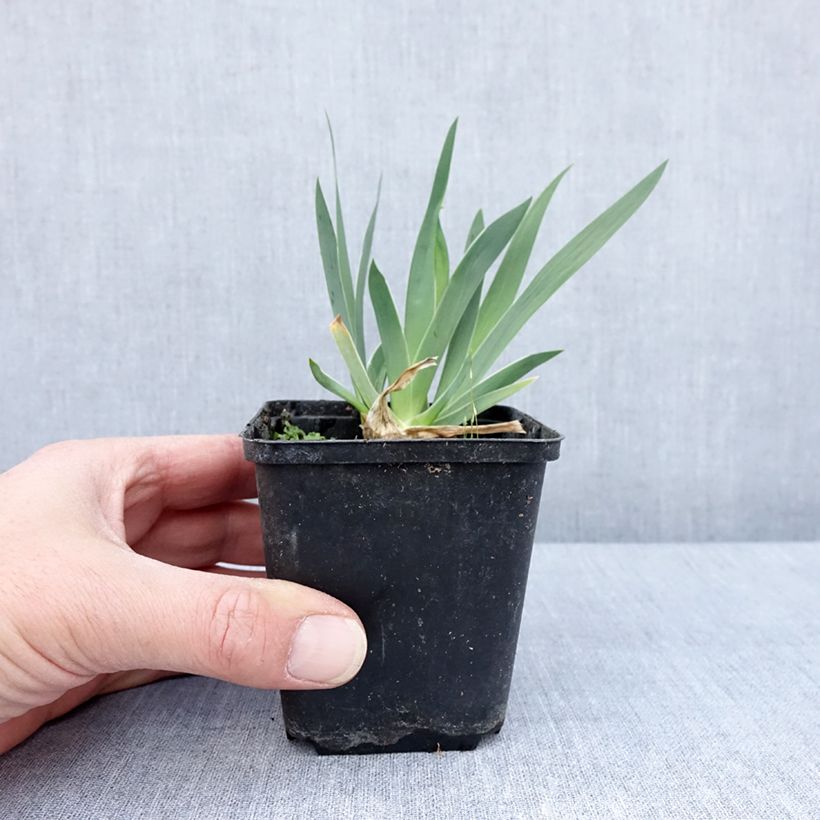 Exemplar von Iris pumila Wee Harry - Kleine Schwertlilie Kleine Töpfe von 8/9 cm wie im Frühjahr geliefert