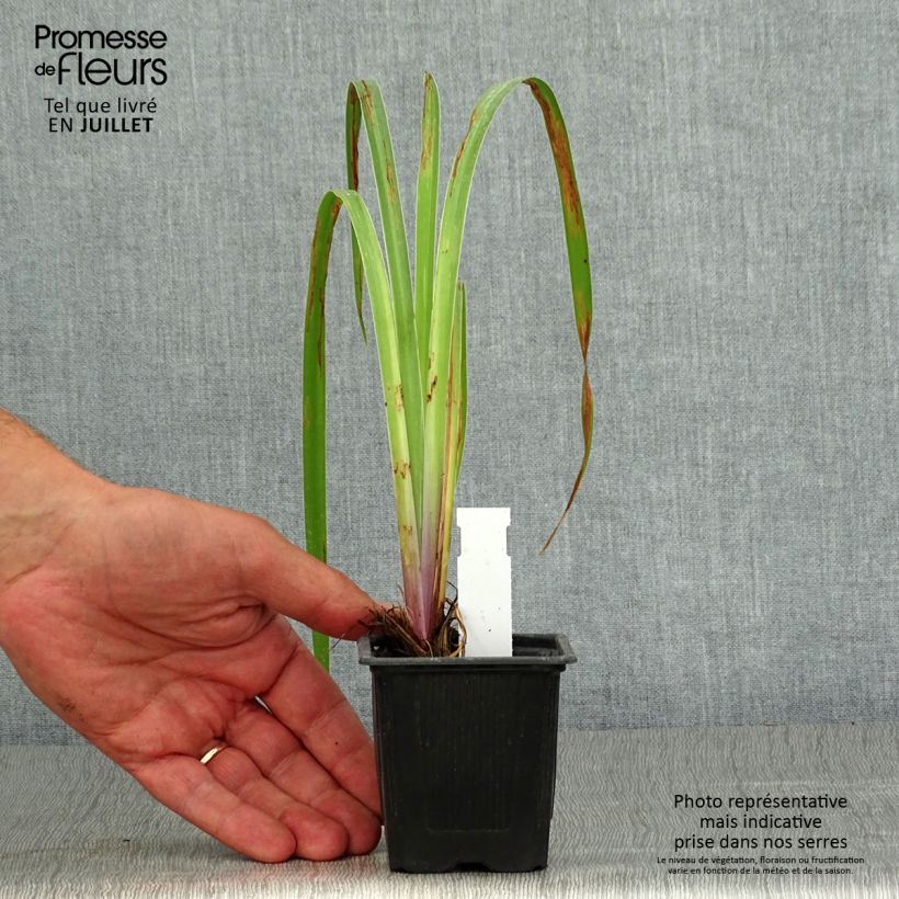 Exemplar von Iris robusta Dark Aura - Sumpf-Schwertlilie Kleine Töpfe von 8/9 cm wie im Sommer geliefert