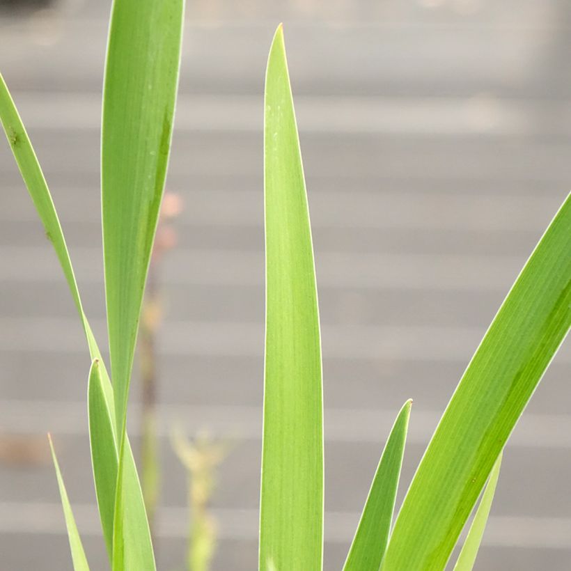 Iris robusta Dark Aura - Sumpf-Schwertlilie (Laub)