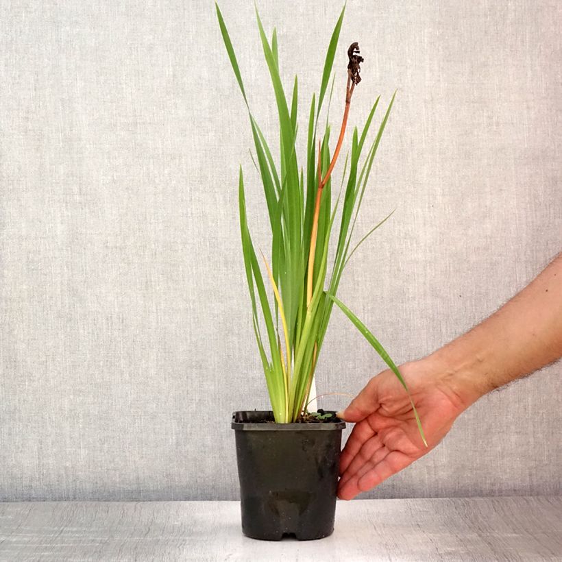 Exemplar von Iris sibirica Bundle of Joy - Sibirische Schwertlilie Topf mit 1,5L/2L wie im Sommer geliefert