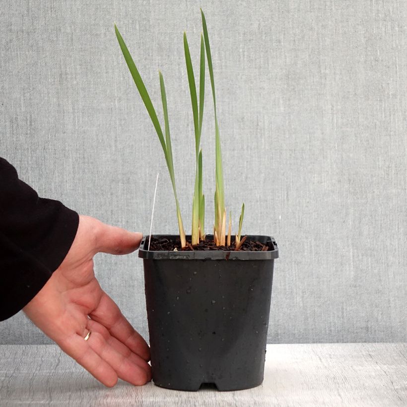 Exemplar von Iris sibirica Concord Crush - Sibirische Schwertlilie Topf mit 1,5L/2L wie im Frühjahr geliefert