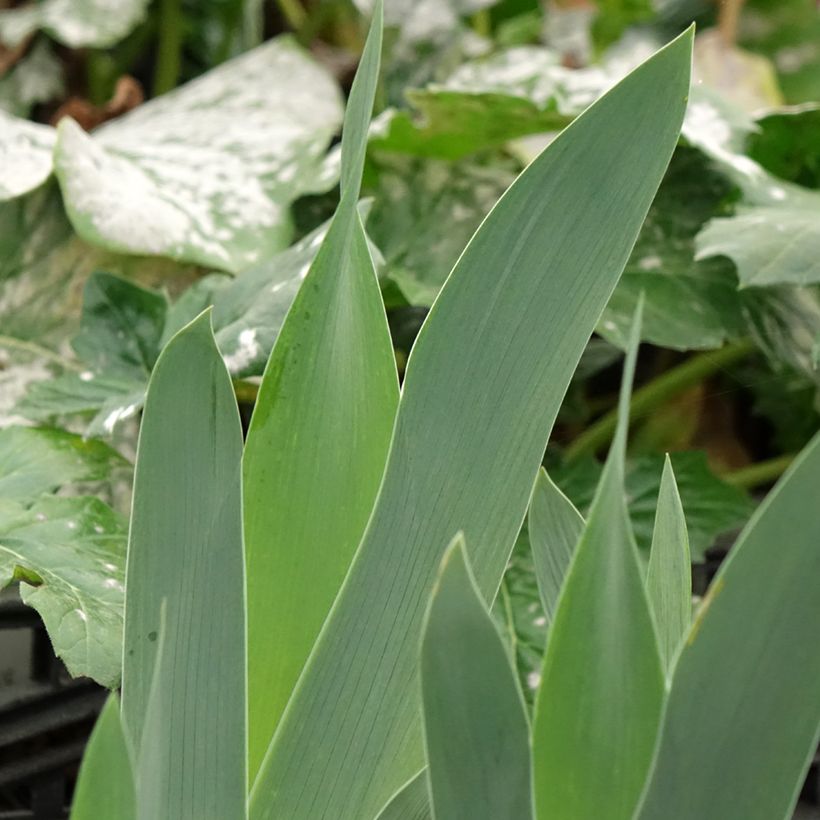 Iris sibirica Cool Spring - Sibirische Schwertlilie (Laub)