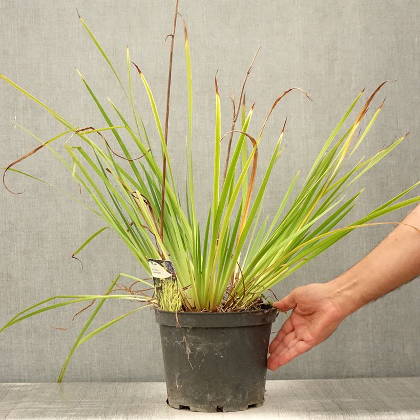 Exemplar von Iris sibirica Fran's gold - Sibirische Schwertlilie Topf mit 2L/3L wie im Sommer geliefert