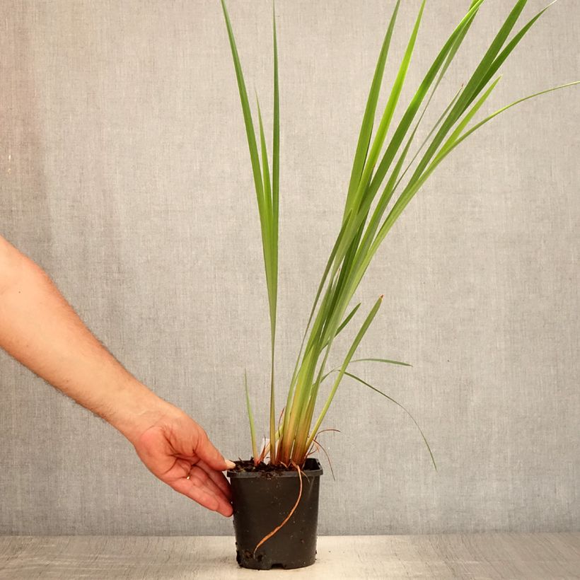 Exemplar von Iris sibirica Imperial Opal - Sibirische Schwertlilie Topf mit 1,5L/2L wie im Sommer geliefert