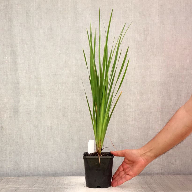 Exemplar von Iris sibirica Paprikash - Sibirische Schwertlilie Topf mit 1,5L/2L wie im Sommer geliefert