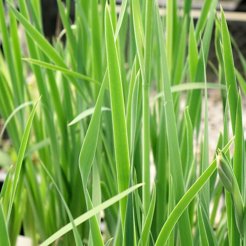 Iris sibirica Persimmon - Sibirische Schwertlilie (Laub)