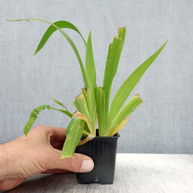 Exemplar von Iris tectorum - Dach-Schwertlilie Kleine Töpfe von 8/9 cm wie im Herbst geliefert