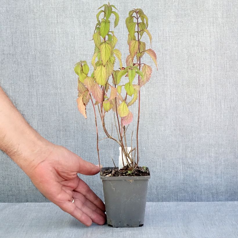 Exemplar von Isodon effusus Kleine Töpfe von 8/9 cm wie im Sommer geliefert