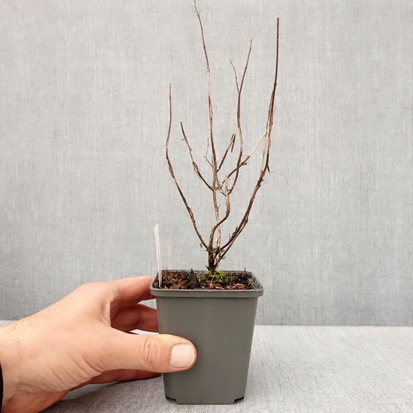 Exemplar von Isodon effusus - Rabdosia effusa Godet de 8/9 cm wie im Frühjahr geliefert