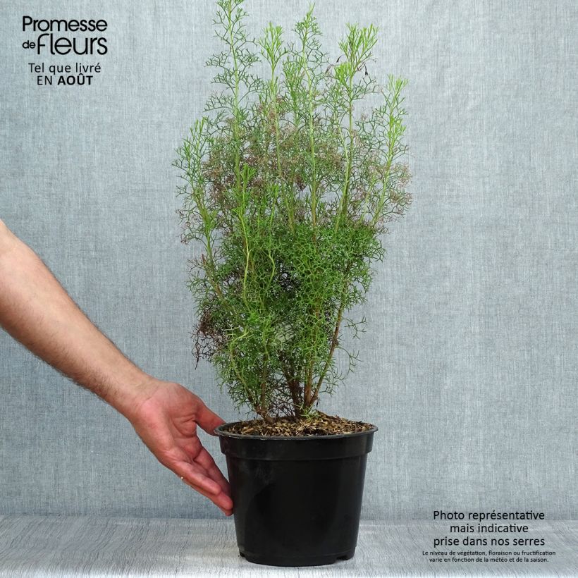 Exemplar von Isopogon formosus Pot de 3L/4L wie im Sommer geliefert