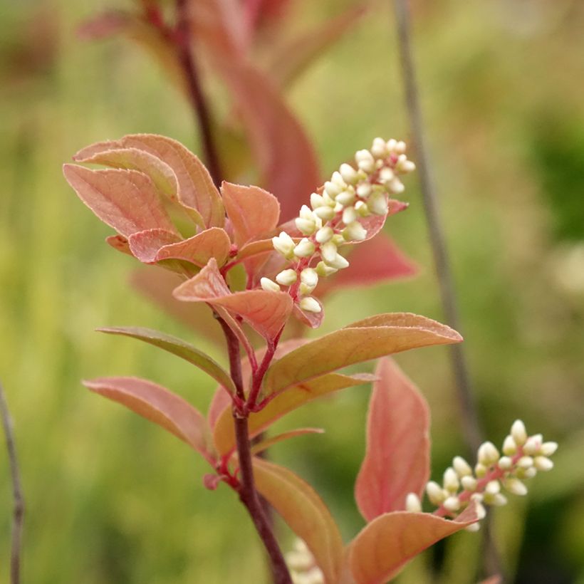 Itea virginica Henry's Garnet - Viriginische Rosmarinweide (Blüte)