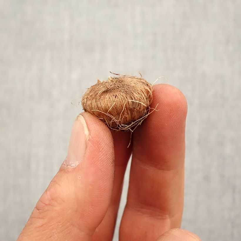 Exemplar von Ixia Giant - Klebschwertel Zwiebel Kaliber/Größe 5+ wie im Frühjahr geliefert