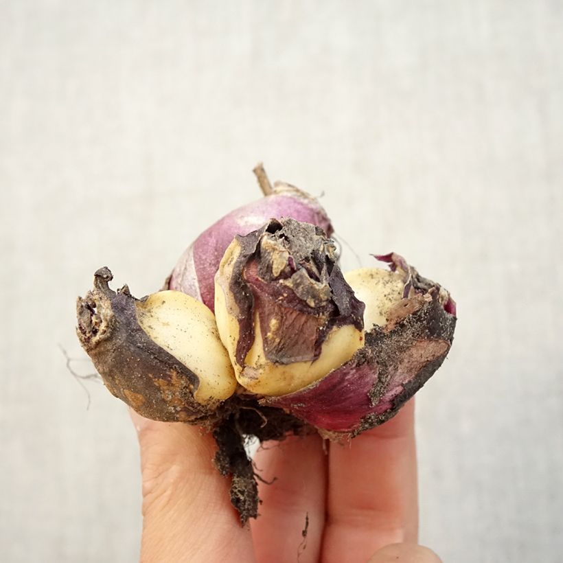 Exemplar von Hyazinthe Multiflora White Zwiebel Kaliber/Größe I wie im Herbst geliefert