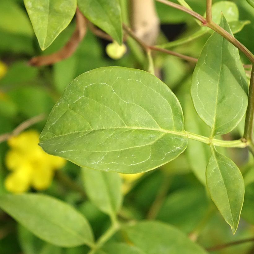 Jasminum humile Revolutum - Gelber Jasmin (Laub)